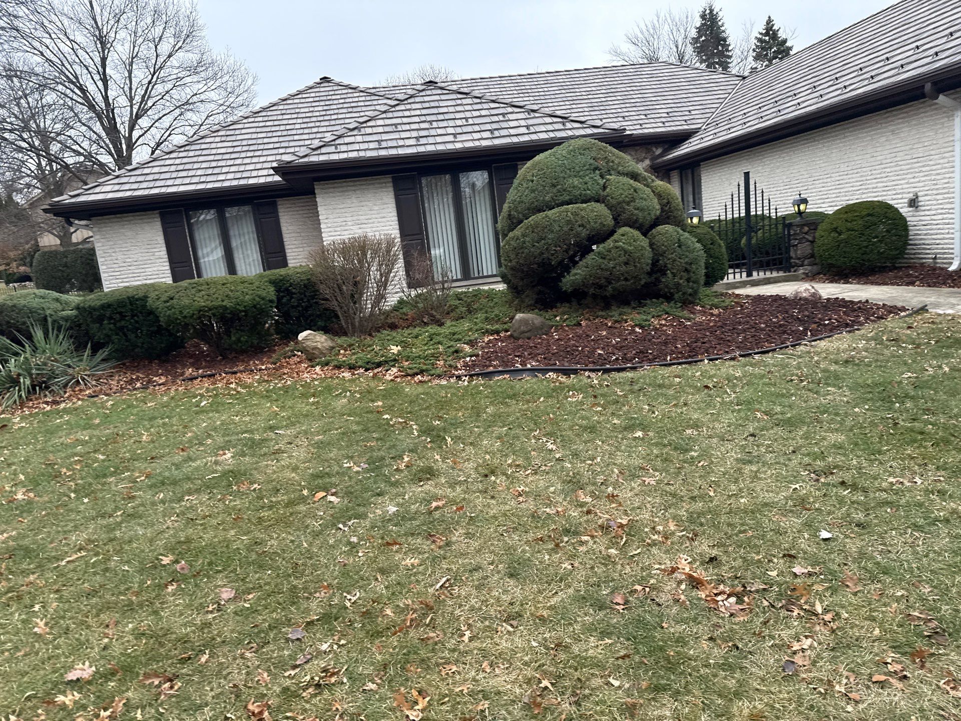Parkway heat strip on cool season turf beside a west suburb walk