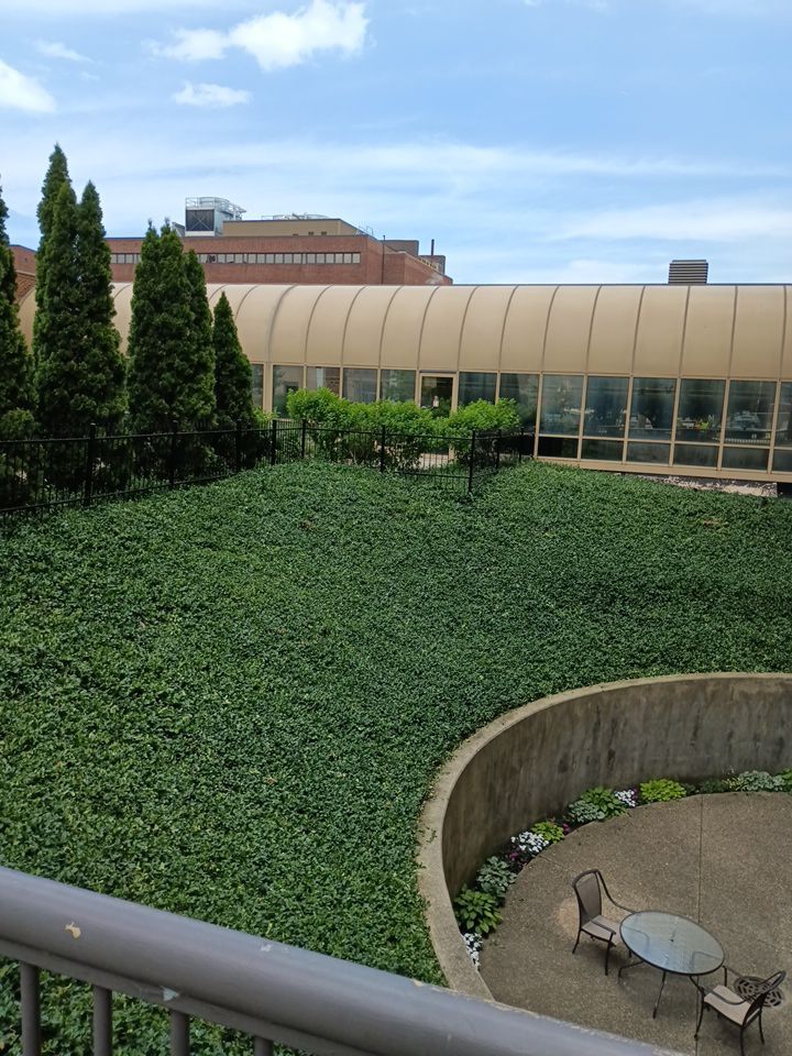 Building perimeter and landscape after vine cutback