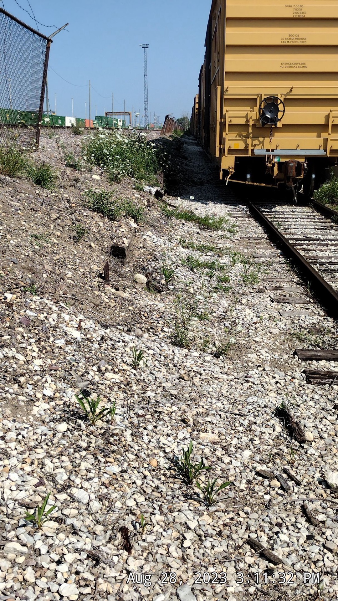 Fence and foundation line cleared of overgrowth