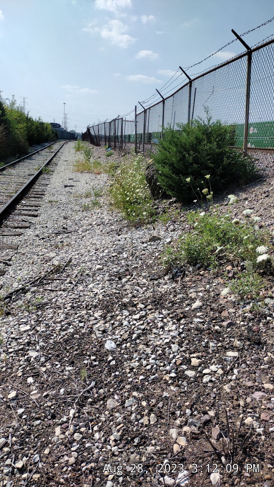 Property edge with controlled vines