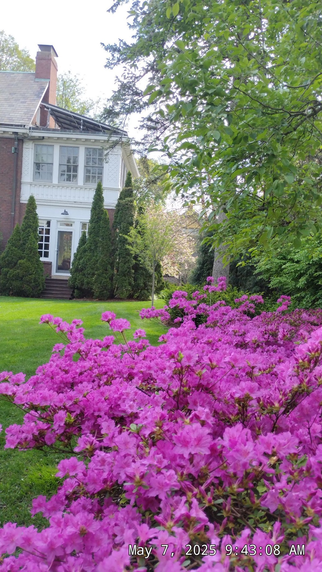 Residential turf near Riverside, IL