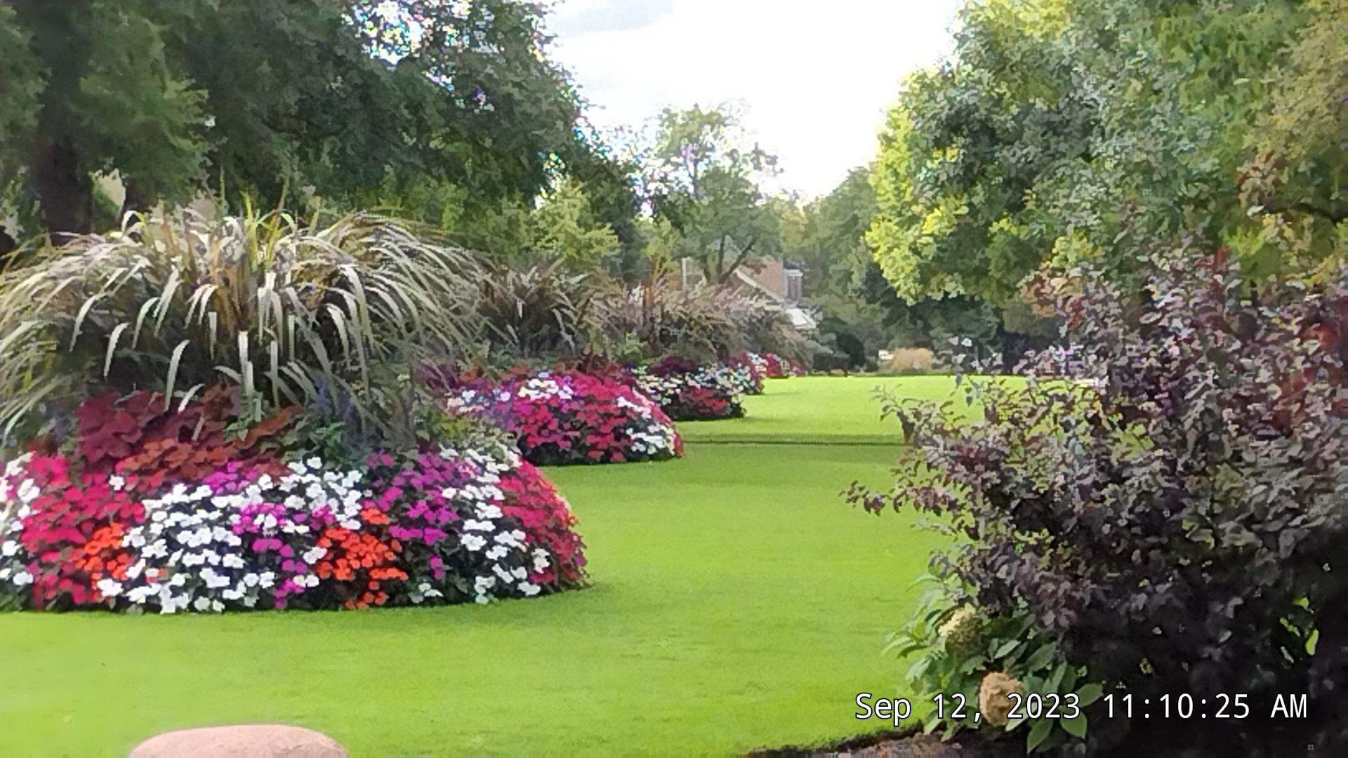 Professional pruning and trimmed ornamental plantings