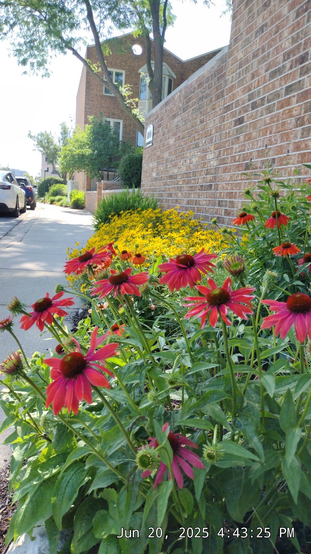 Expert garden maintenance on a townhome landscape