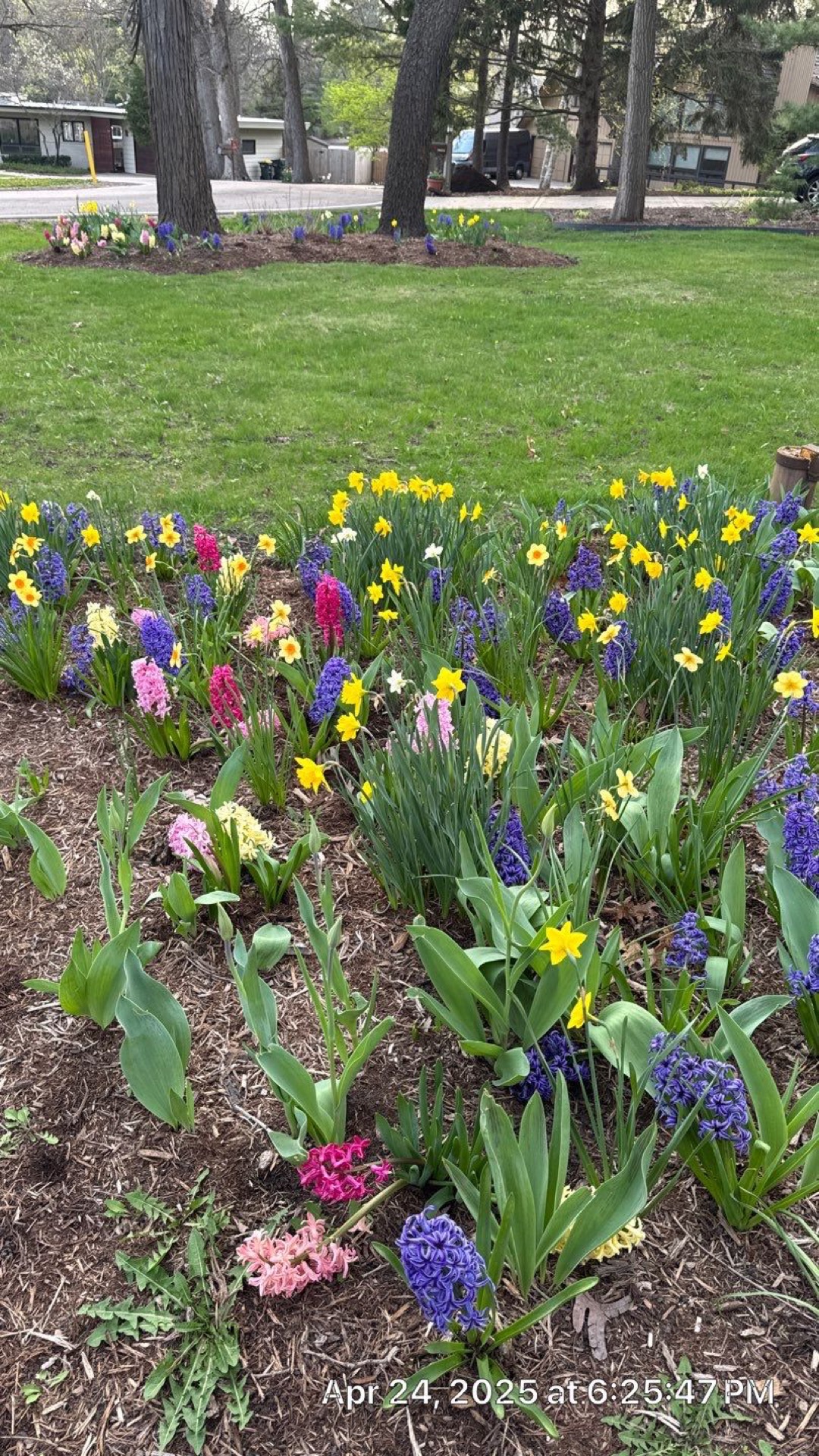 Healthy lawn and turf in Riverside, IL