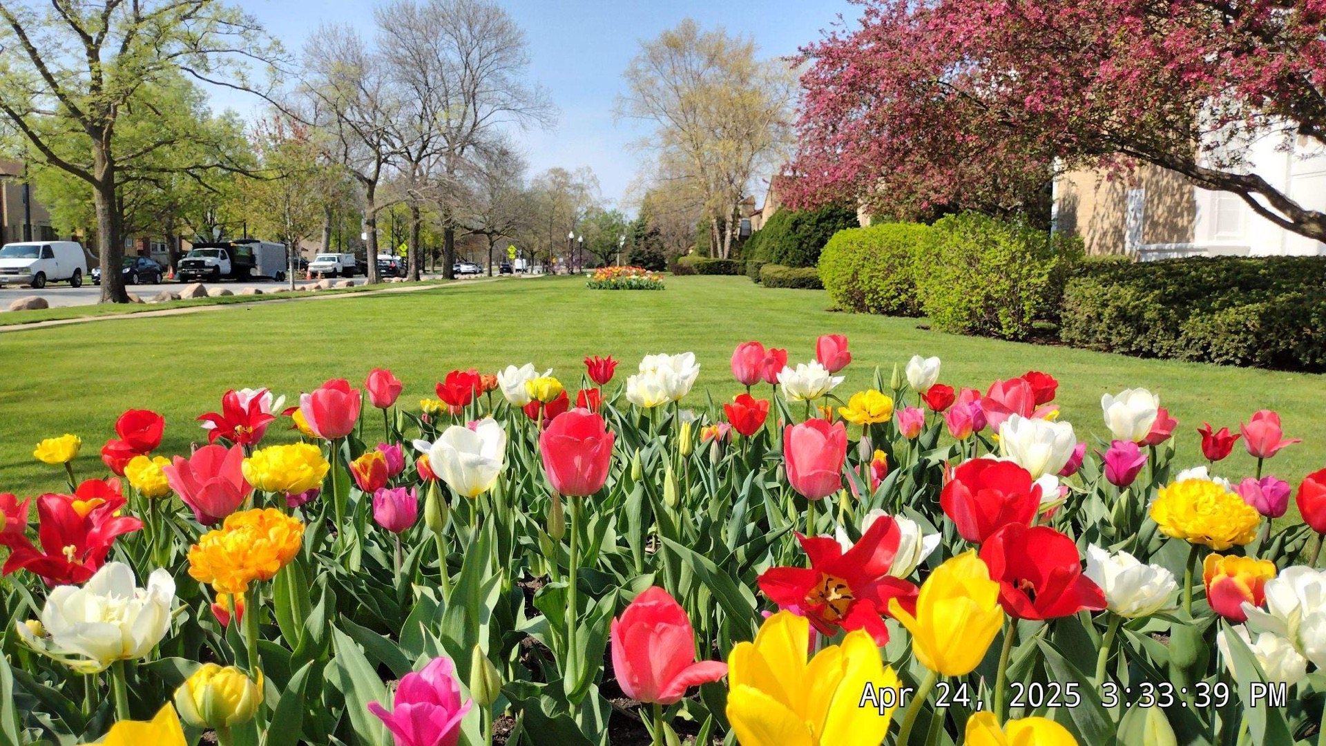 Spring color and turf on a residential west-suburban lot