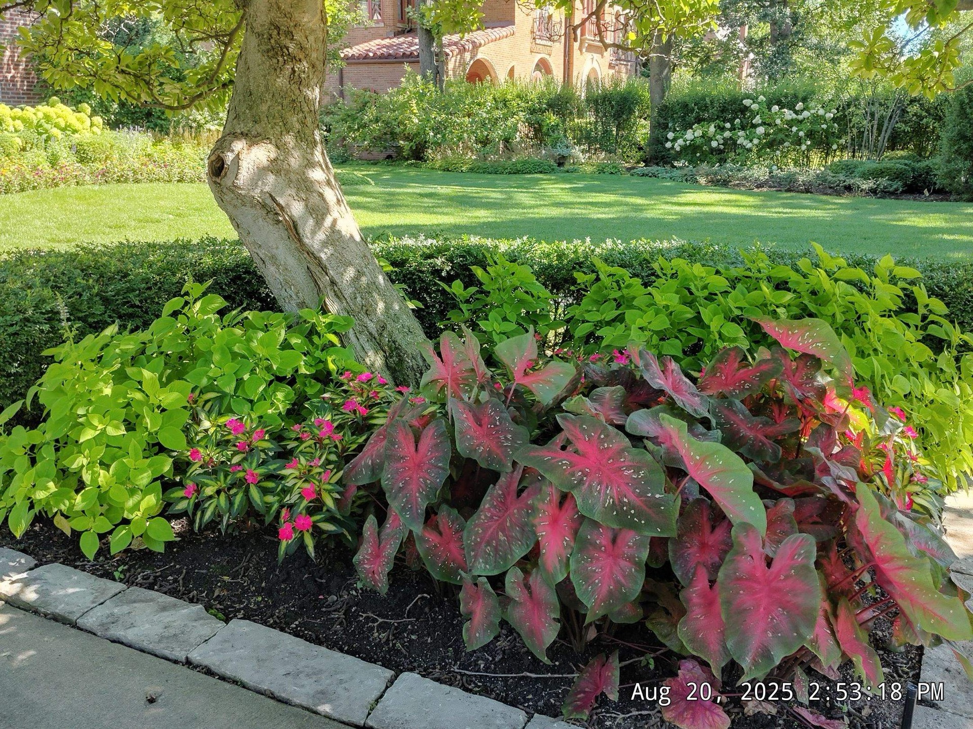 Healthy Garden Plants