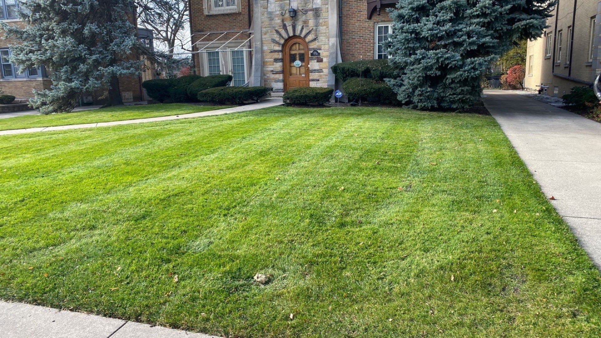 Fine turf on a suburban lawn
